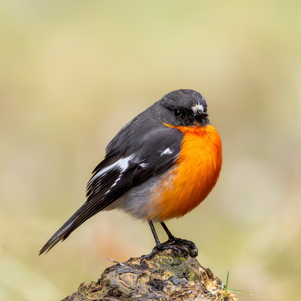 Flame Robin - ML642007458