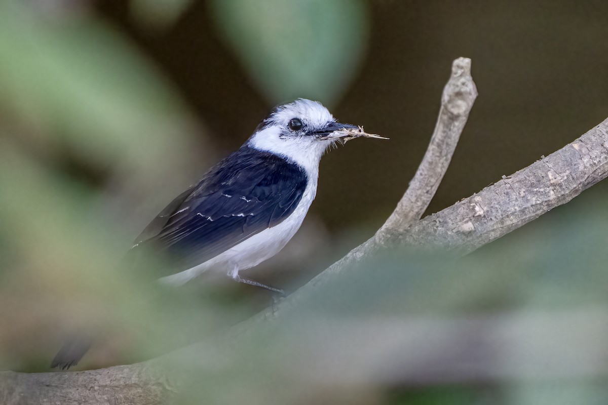 Black-backed Water-Tyrant - ML642007470