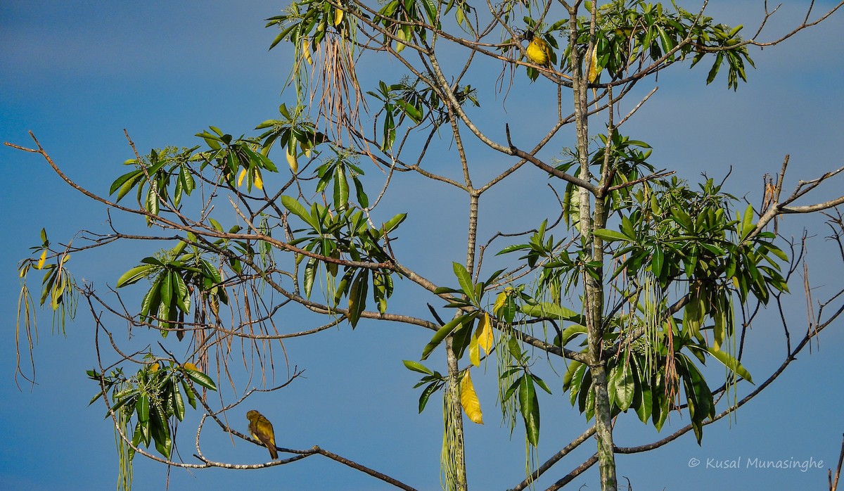 Black-hooded Oriole - ML642007474