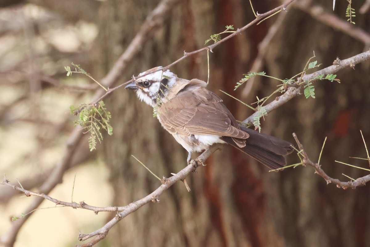 White-rumped Shrike - ML642007481