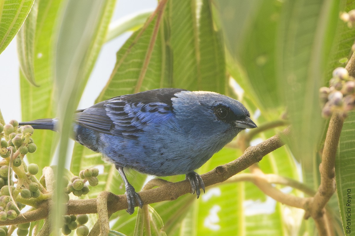 Blue-and-black Tanager - ML642007487