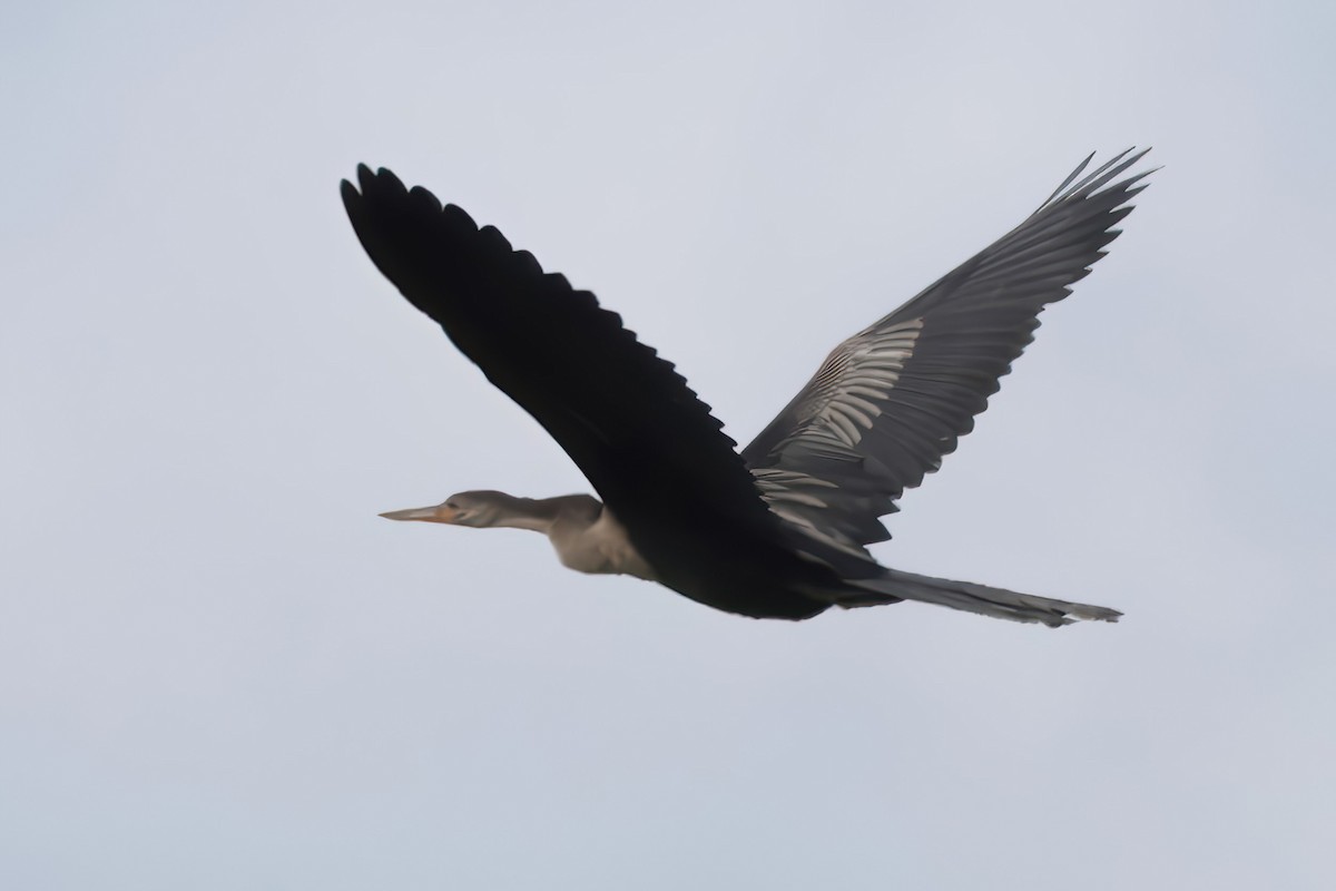 anhinga americká - ML642007492