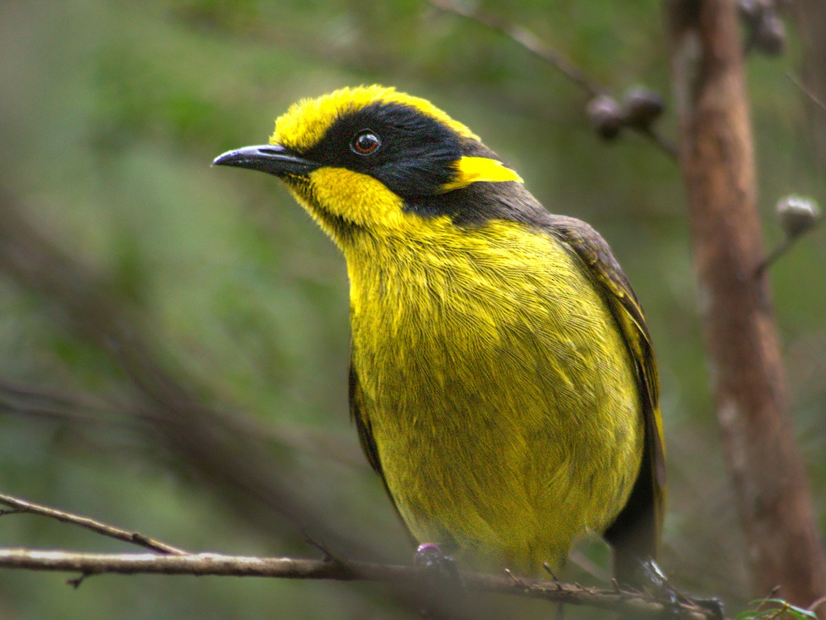Yellow-tufted Honeyeater (Helmeted) - ML642007513