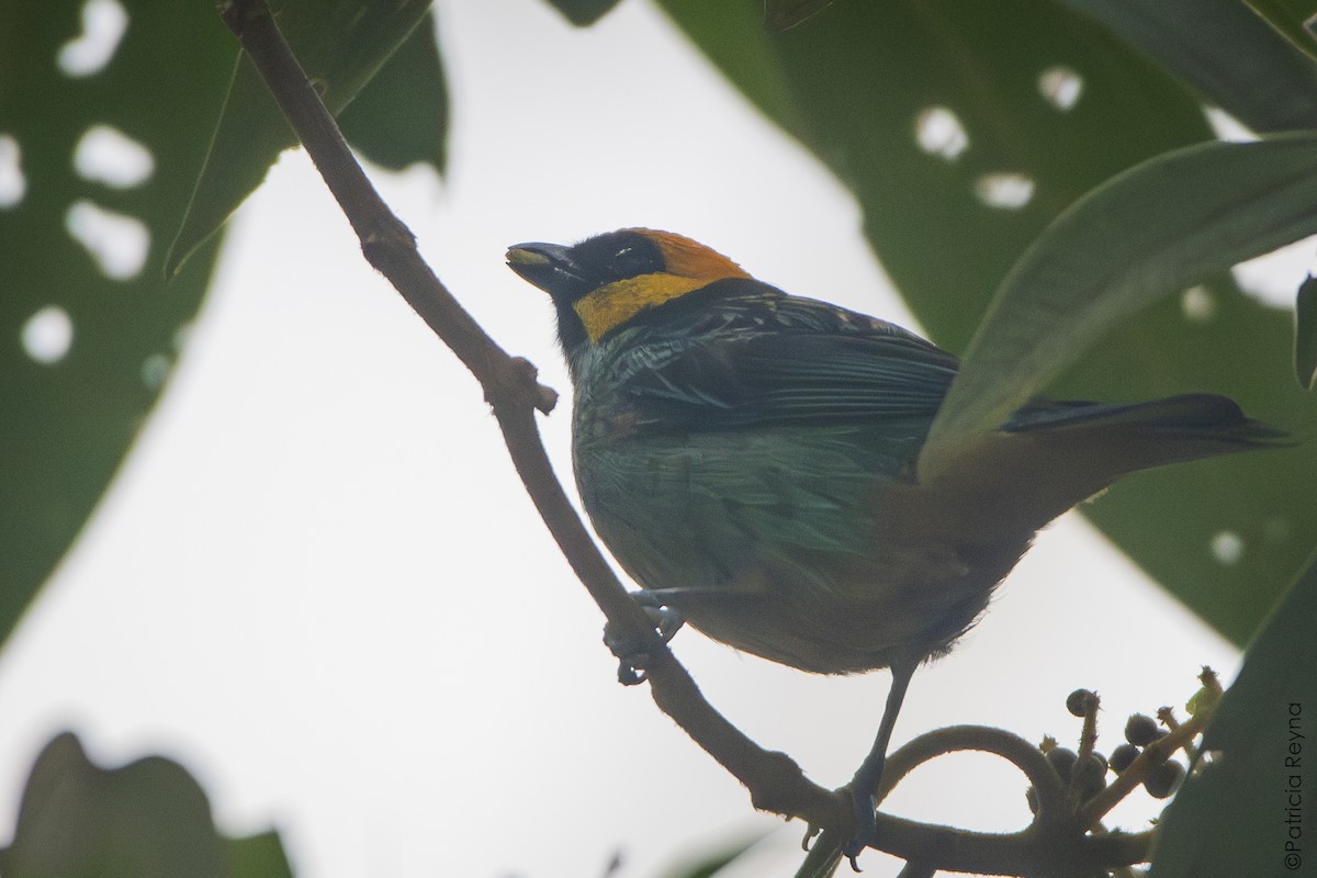 Saffron-crowned Tanager - ML642007517