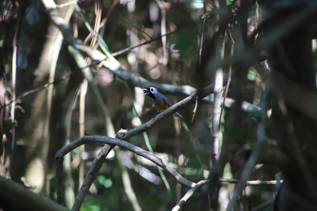 Black-faced Monarch - ML642007526