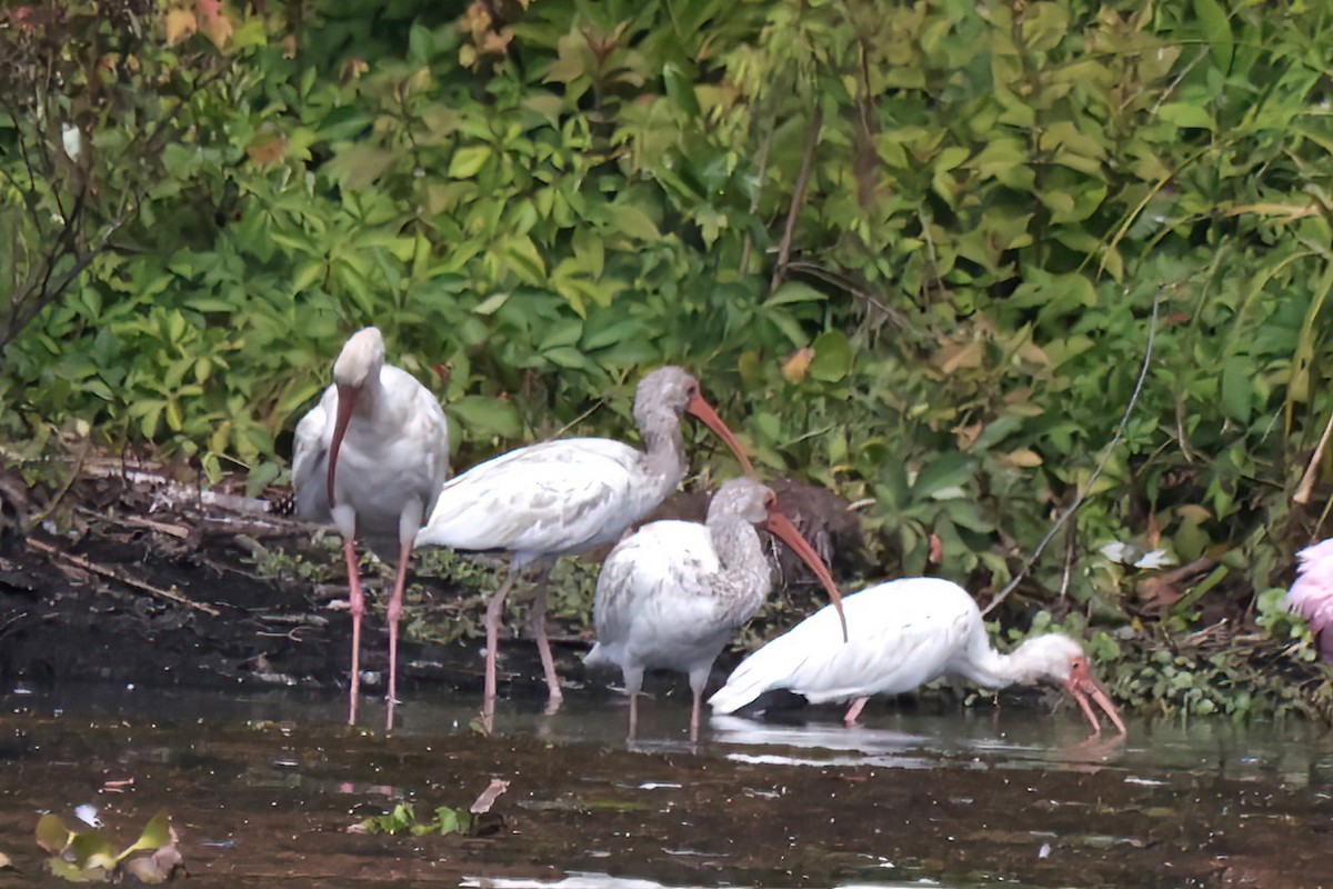 ibis bílý - ML642007527