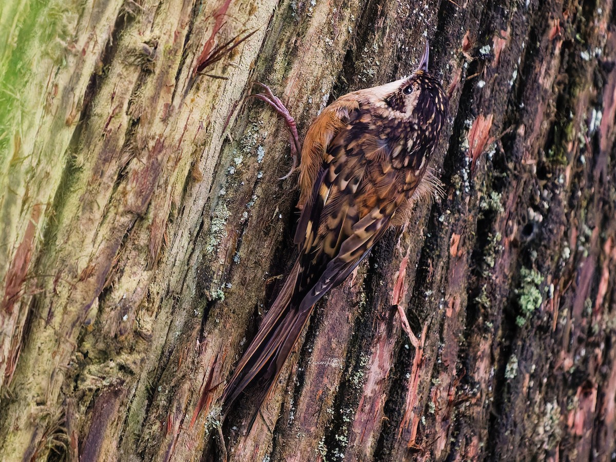 Rusty-flanked Treecreeper - ML642007539