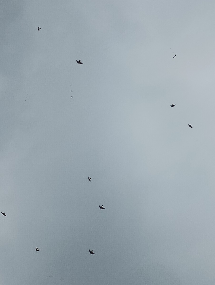 Tree Swallow - ML642007546
