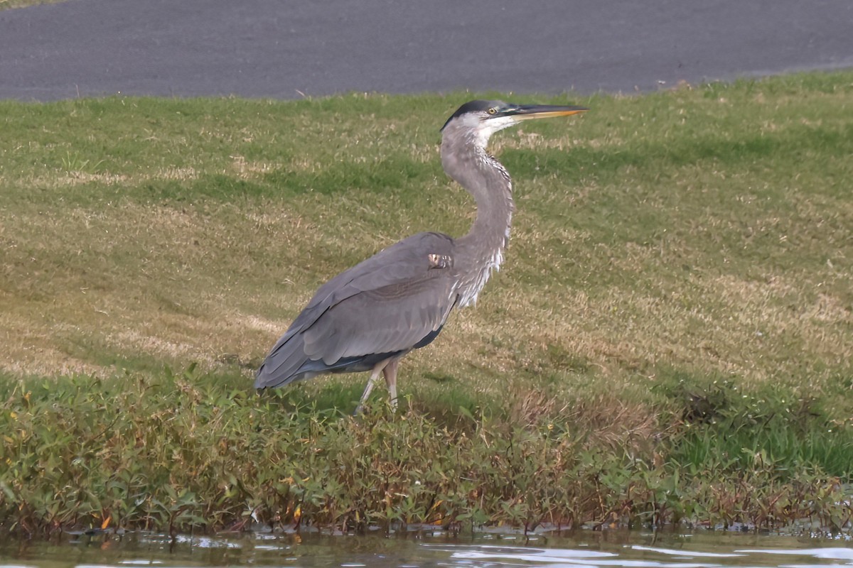 Great Blue Heron - ML642007548