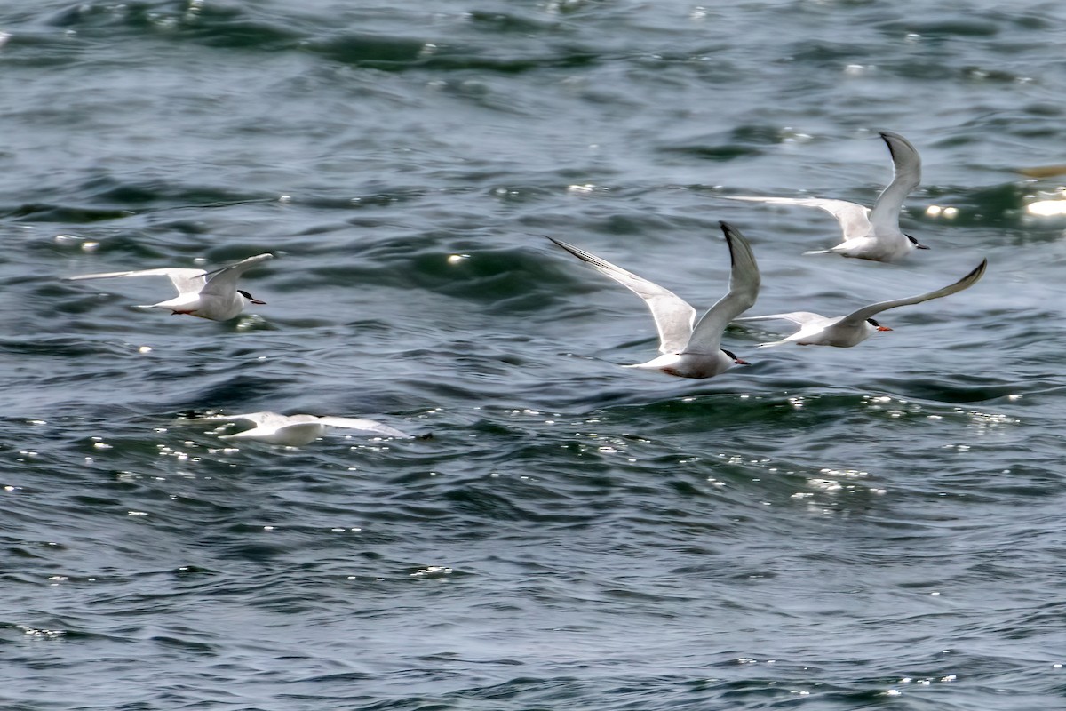 Common Tern - ML642007550