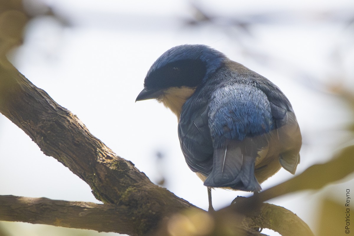 Fawn-breasted Tanager - ML642007554