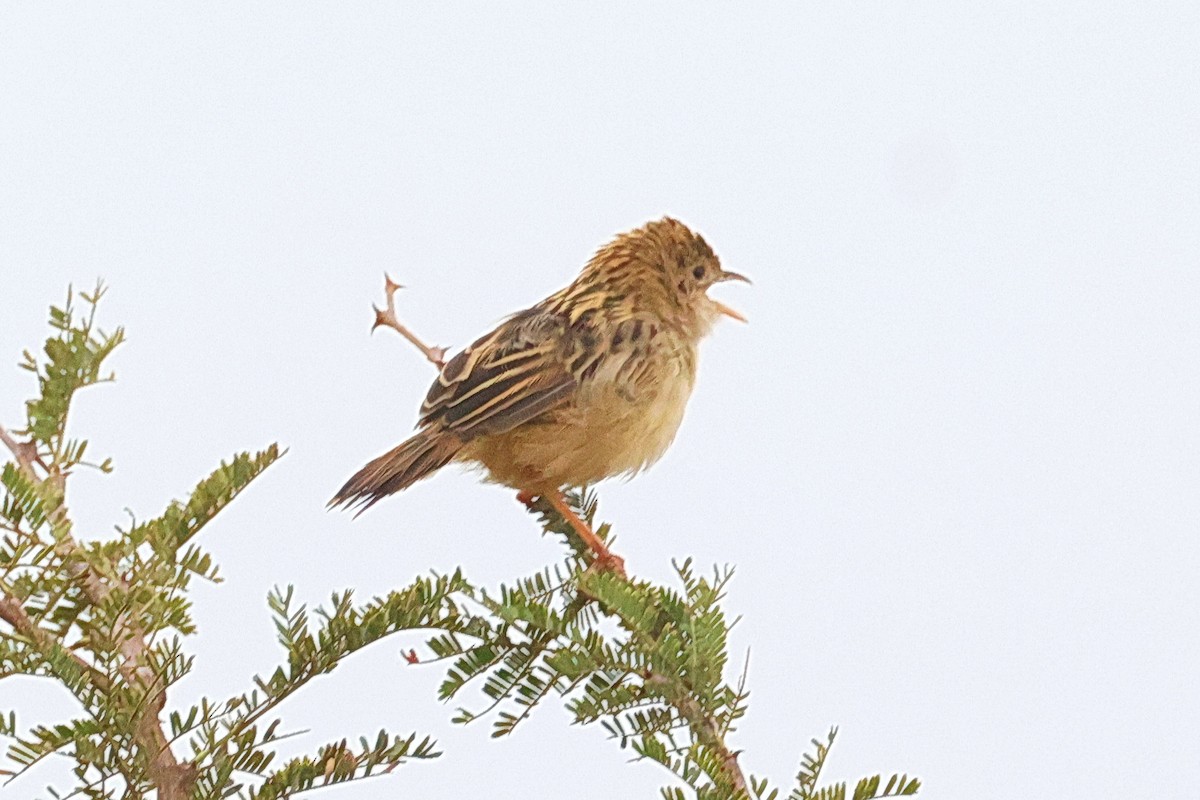 tanımsız Cisticola sp. - ML642007563