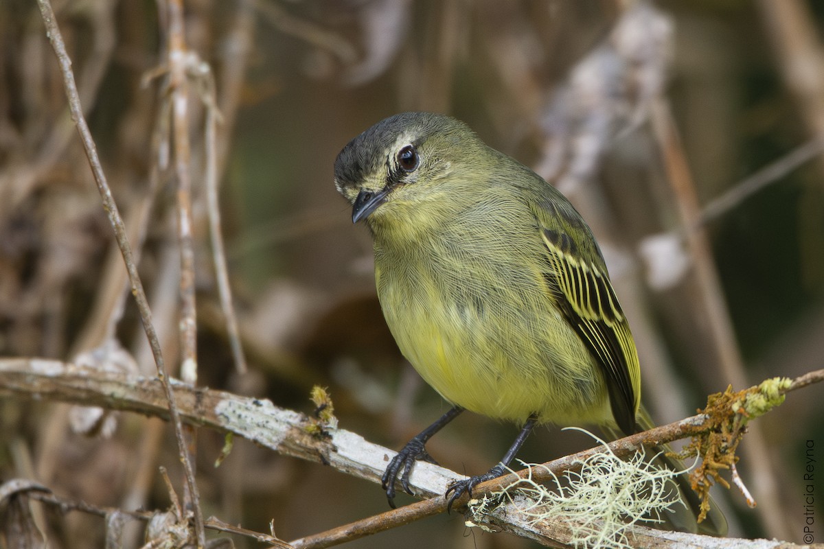 Peruvian Tyrannulet - ML642007564