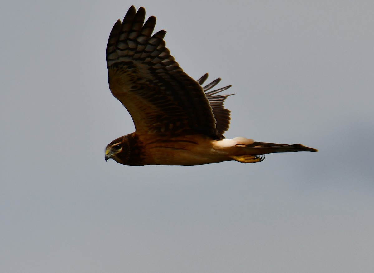 Northern Harrier - ML642007567