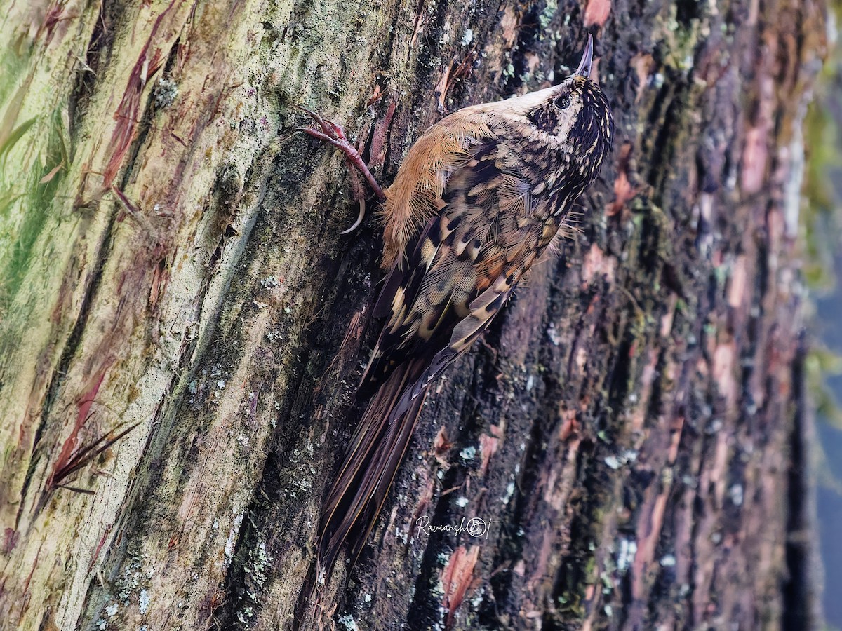 Rusty-flanked Treecreeper - ML642007577