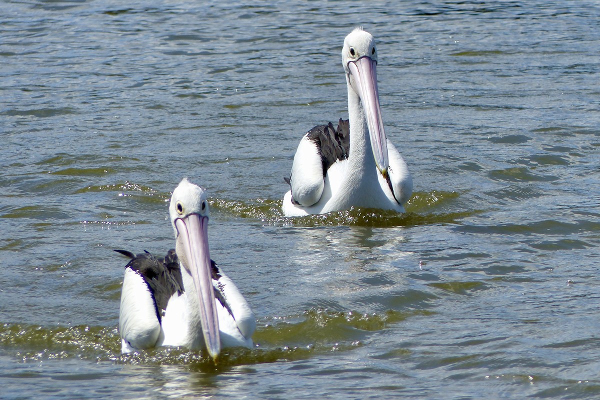Australian Pelican - ML642007584