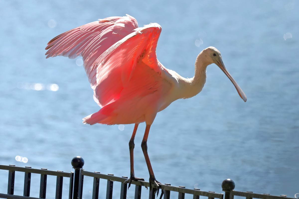 rosenskjestork - ML642007585