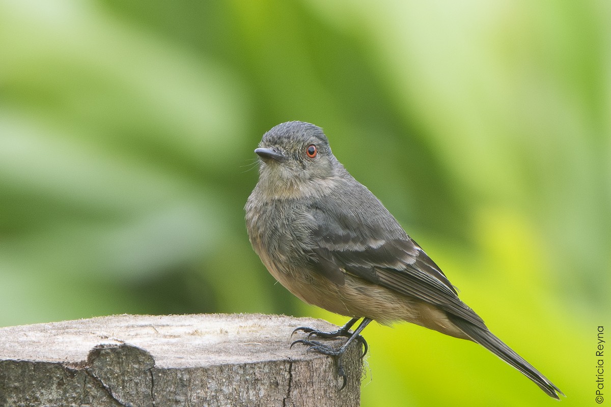 Rufous-tailed Tyrant - ML642007586