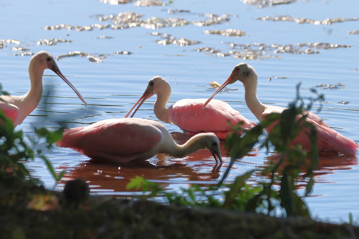 rosenskjestork - ML642007587