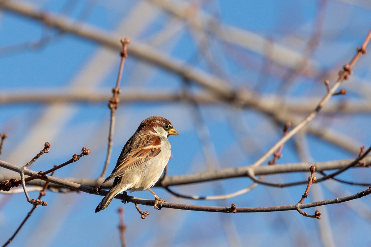 Italian Sparrow - ML642007621