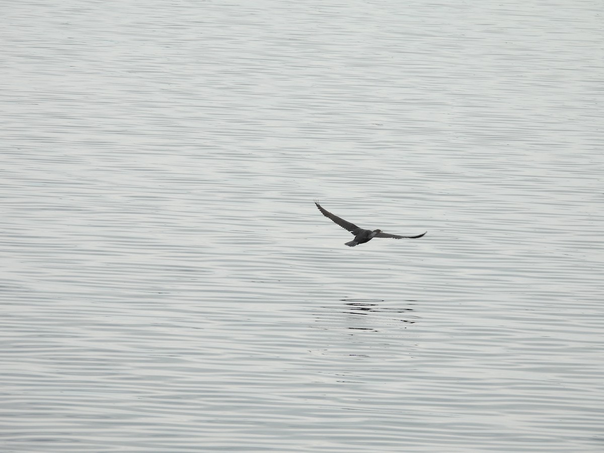 Grand Cormoran - ML642007627