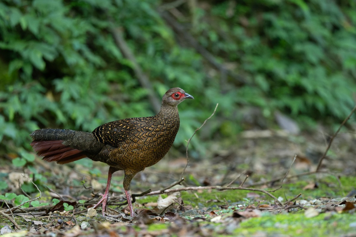 Swinhoe's Pheasant - ML642007630