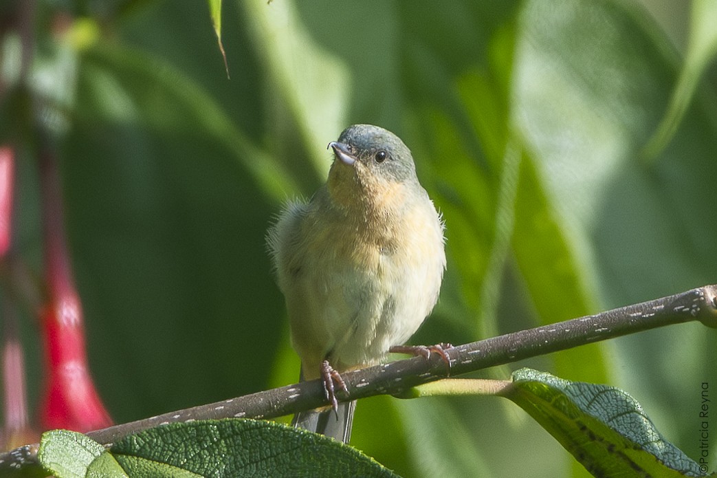 Rusty Flowerpiercer - ML642007635
