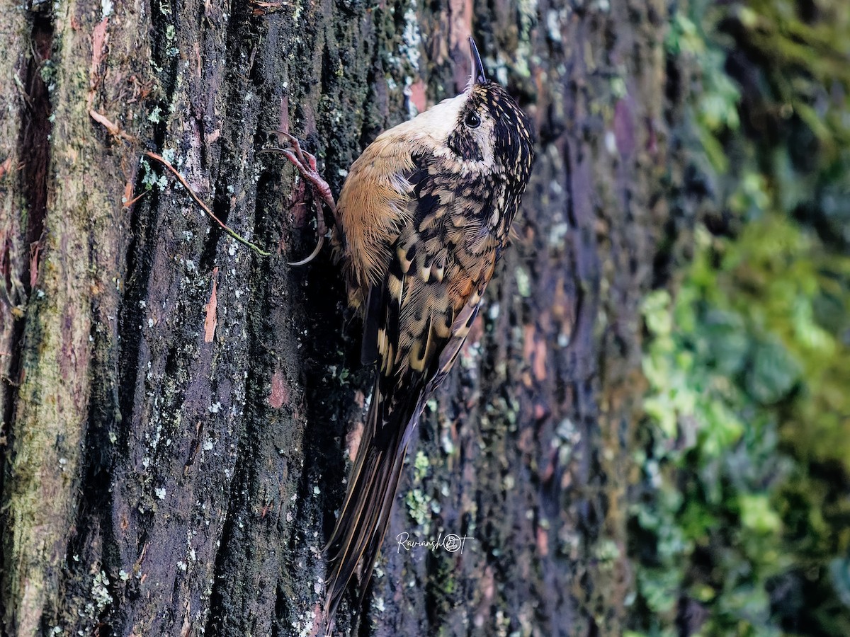Rusty-flanked Treecreeper - ML642007636