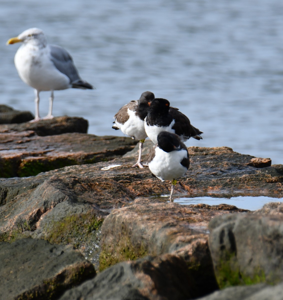 American Oystercatcher - ML642007658