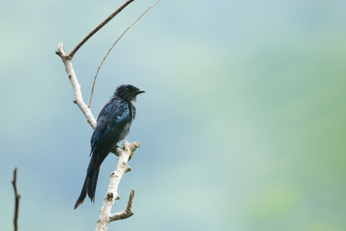 Drongo bronzé - ML642007660