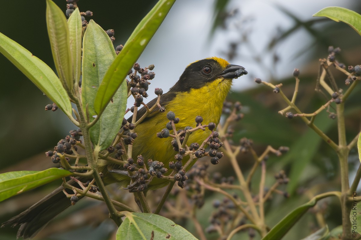 Golden-crowned Brushfinch - ML642007665
