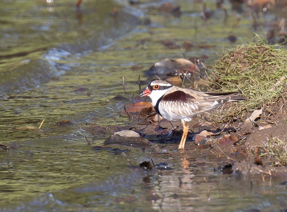 Black-fronted Dotterel - ML642007669