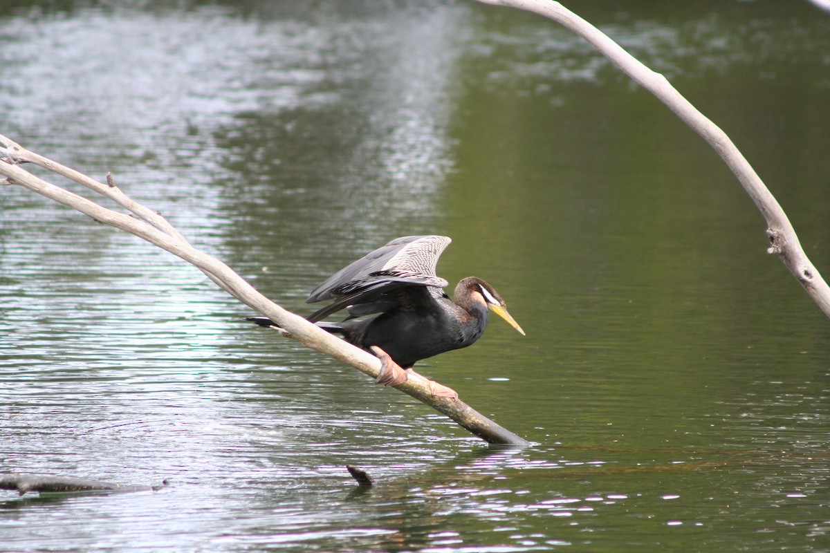 Anhinga d'Australie - ML642007672