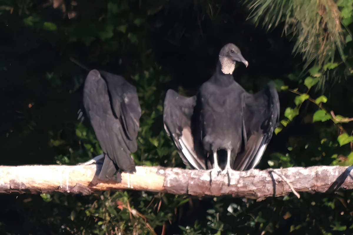 Black Vulture - ML642007682