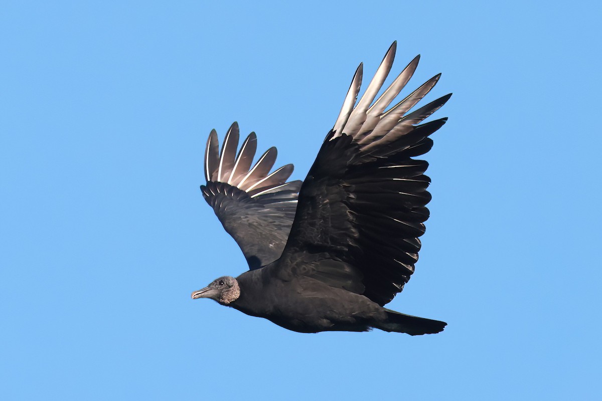 Black Vulture - ML642007685