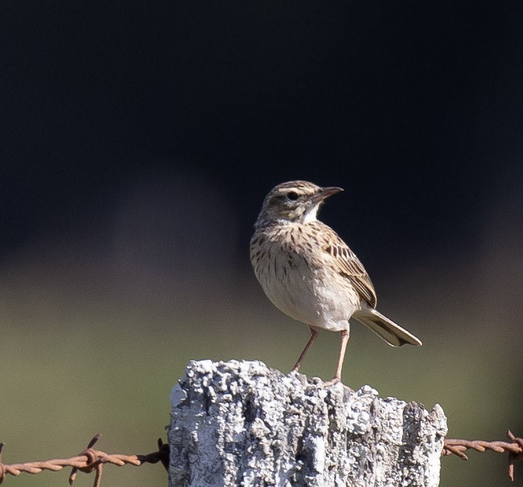 Australian Pipit - ML642007687