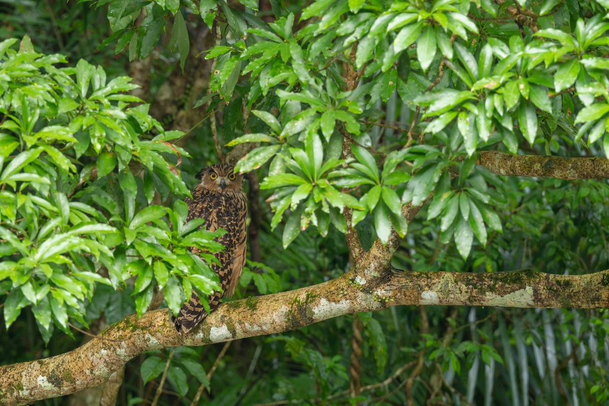 Tawny Fish-Owl - ML642007691