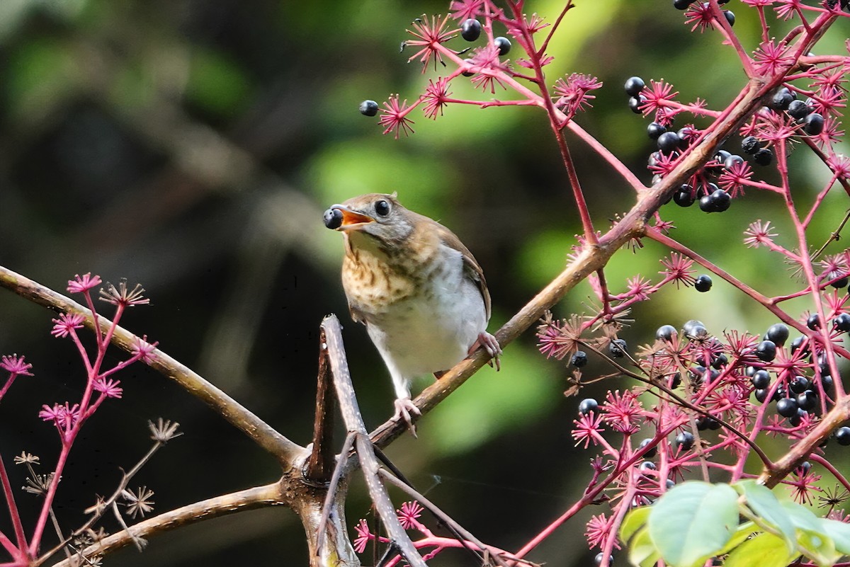 Veery - ML642007703