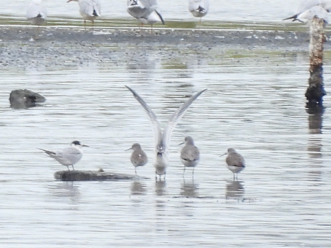 Marsh Sandpiper - ML642007705