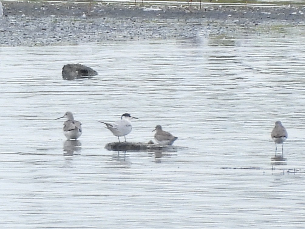 Common Tern - ML642007707