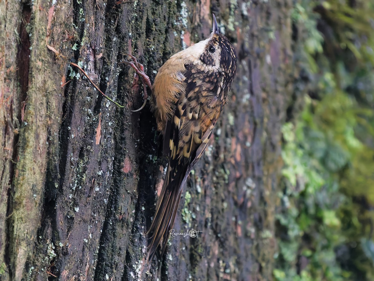 Rusty-flanked Treecreeper - ML642007708