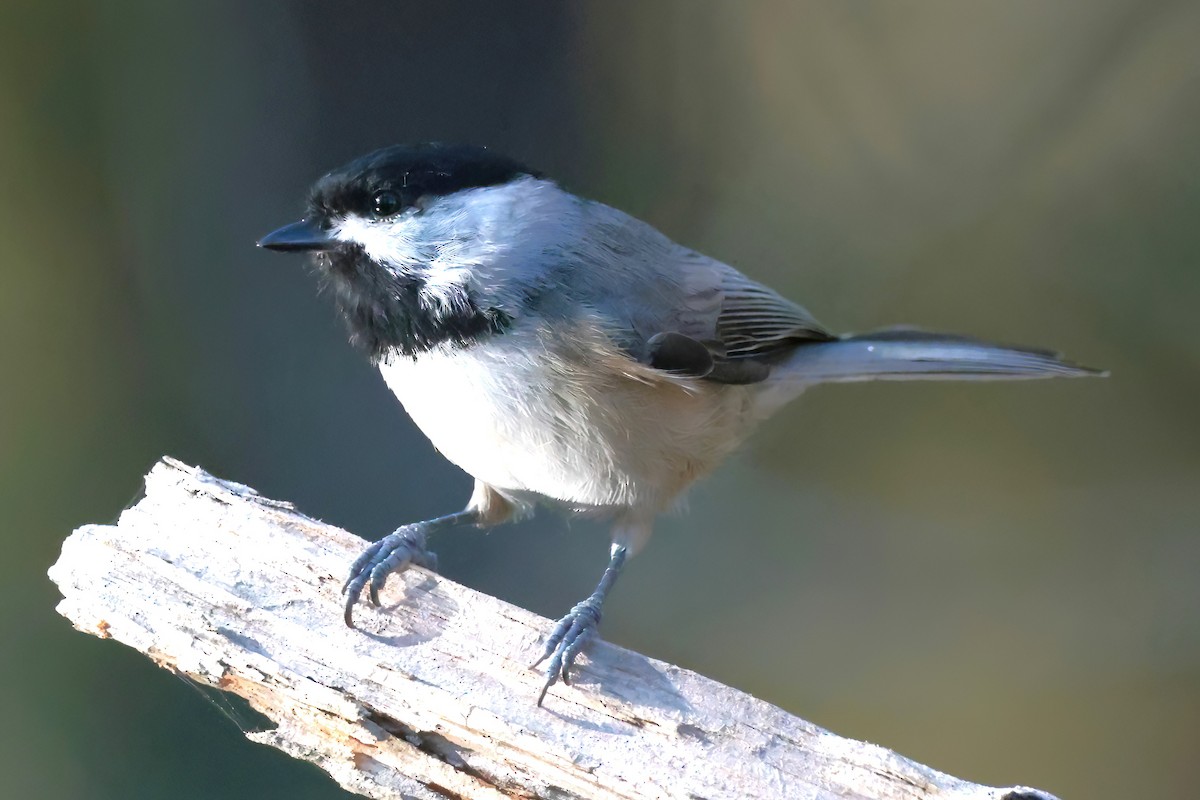 Carolina Chickadee - ML642007709