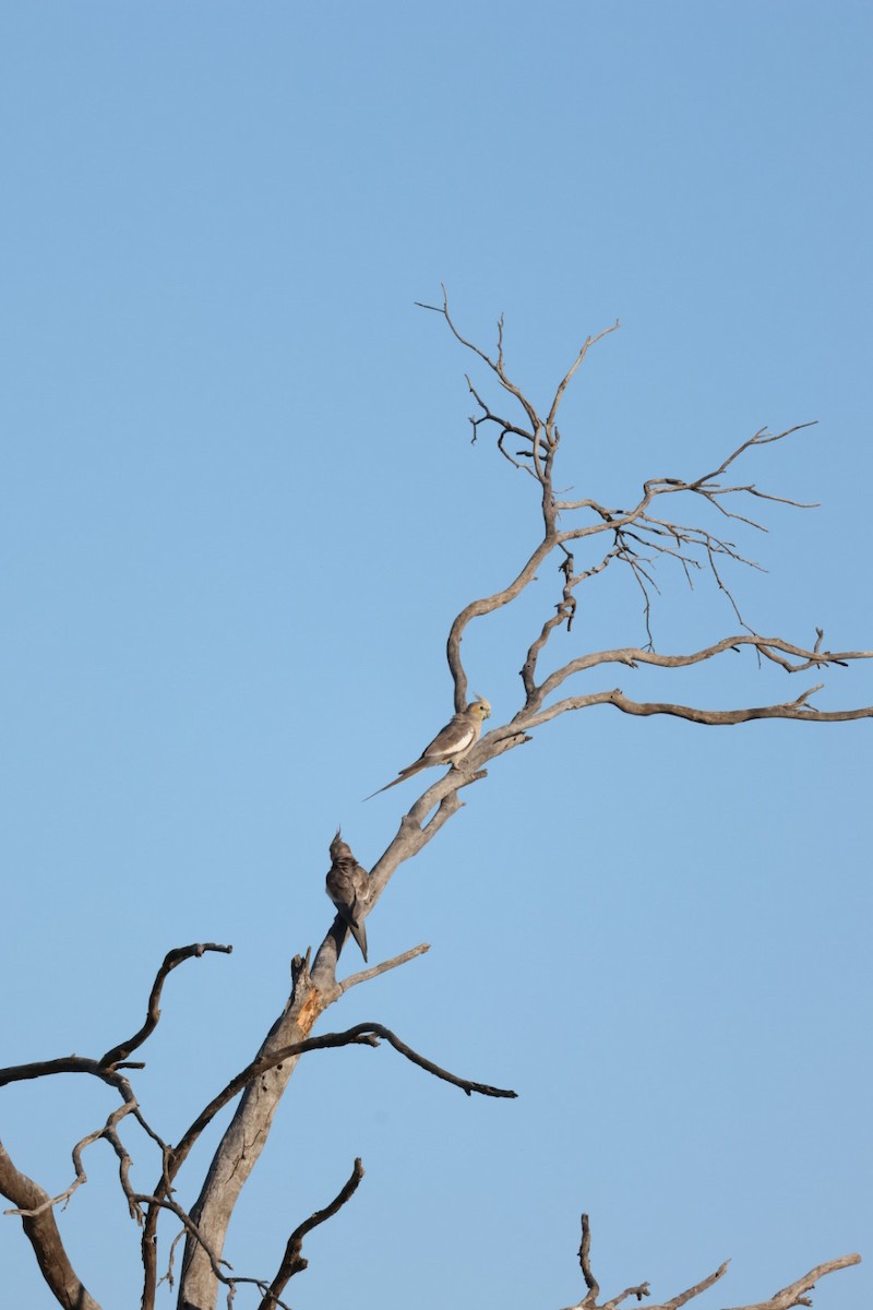 Cockatiel - ML642007710