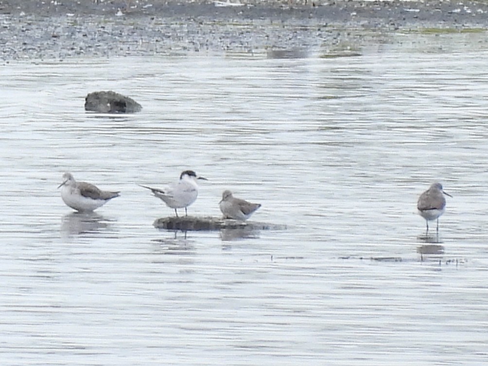 Marsh Sandpiper - ML642007711