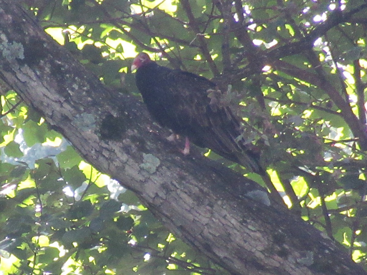 Turkey Vulture - ML642007713