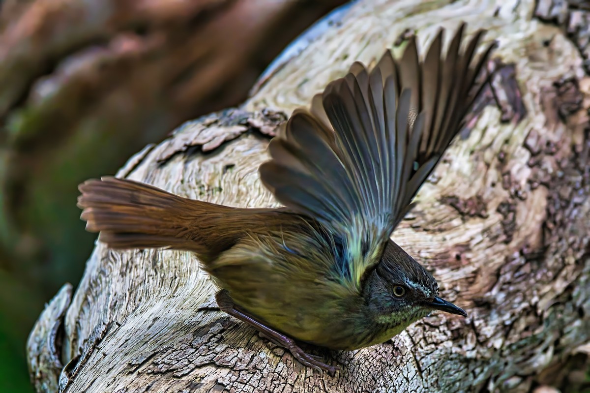 White-browed Scrubwren (White-browed) - ML642007714