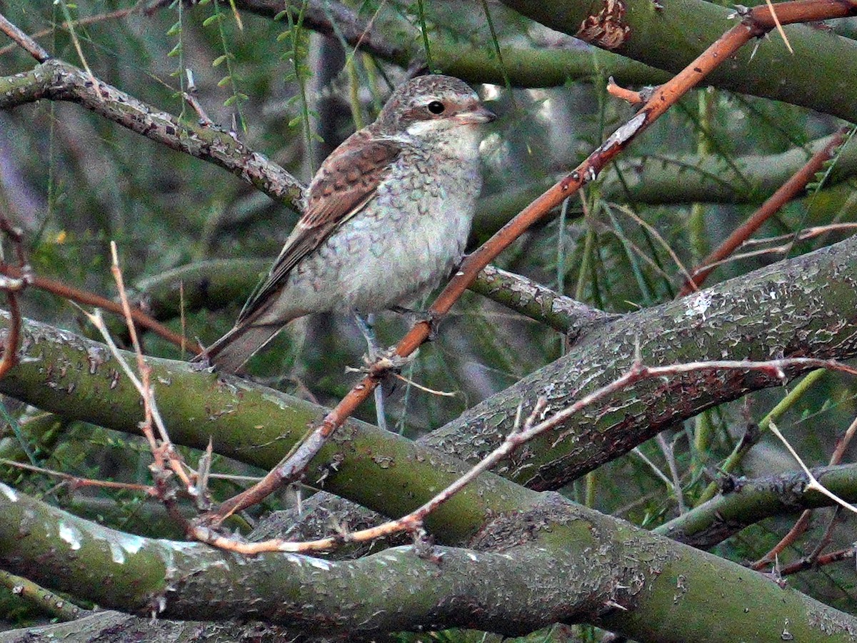 Red-backed Shrike - ML642007716