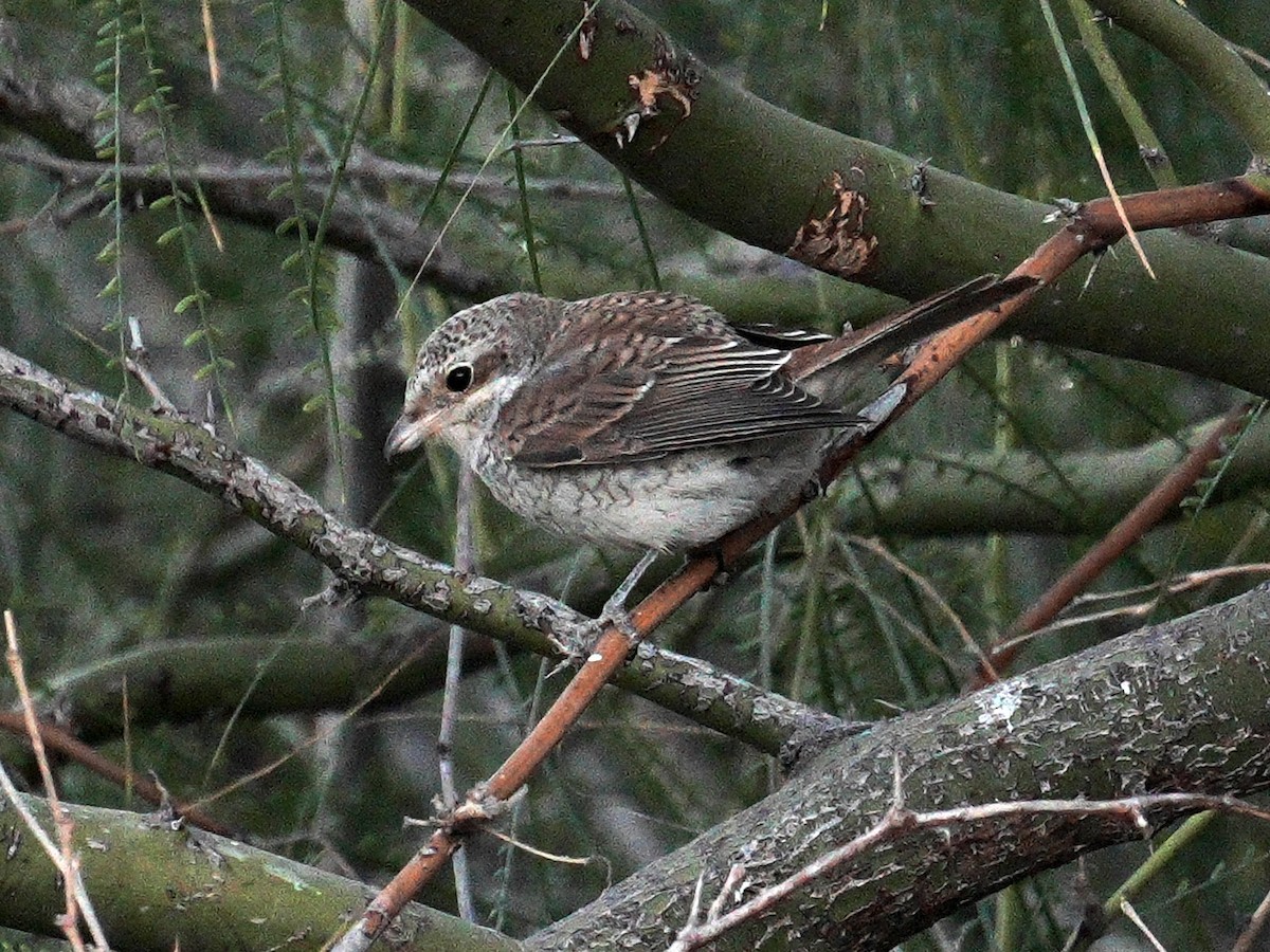 Red-backed Shrike - ML642007717
