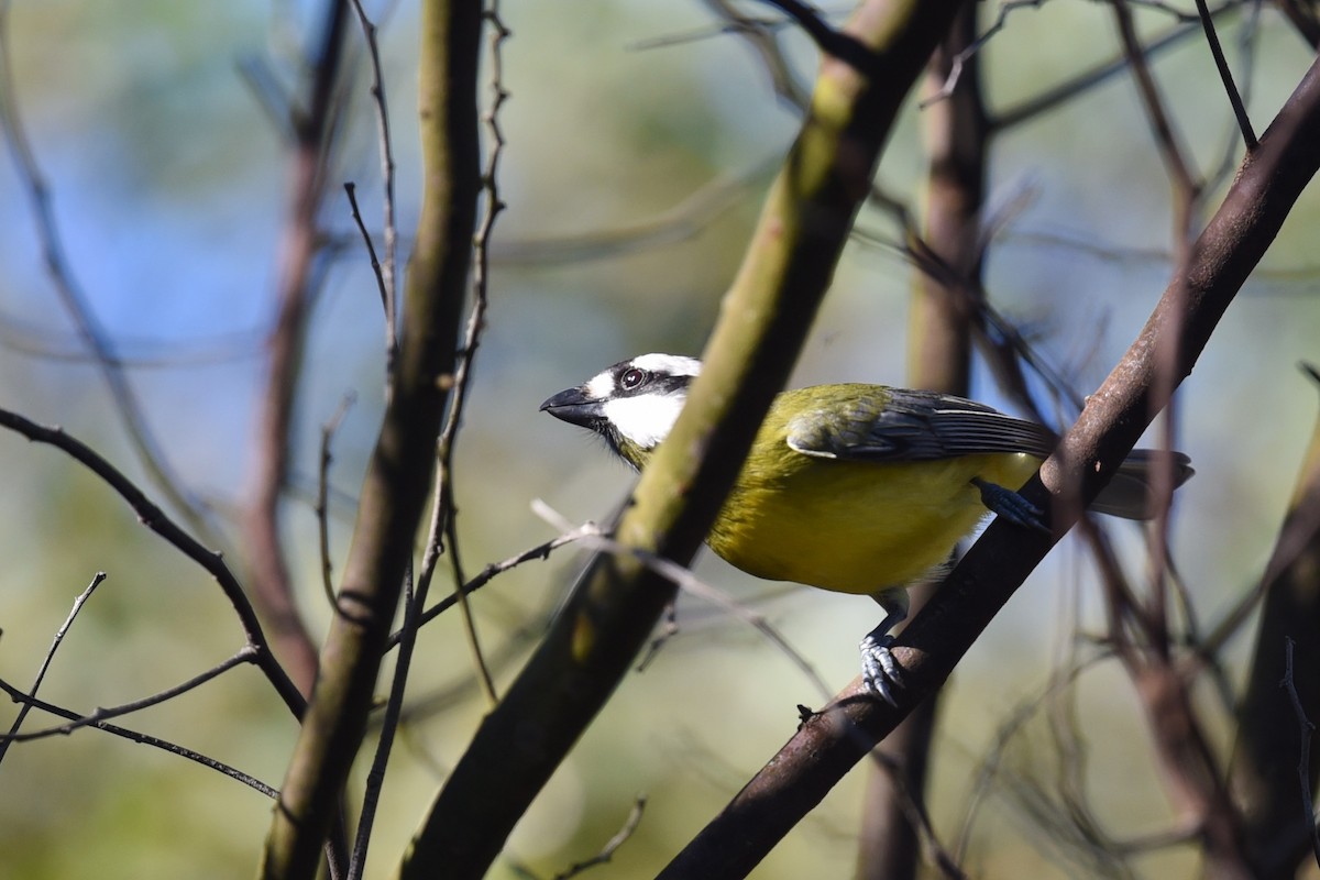 Eastern Shrike-tit - ML642007721