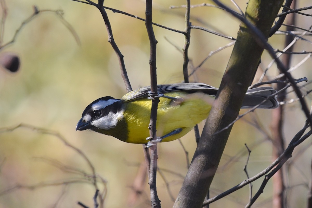 Eastern Shrike-tit - ML642007722